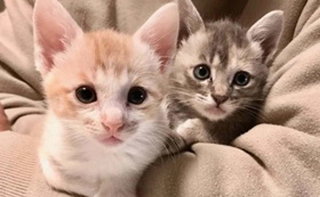 あたたかいご支援ありがとうございます♡猫ちゃんたちの幸せのために