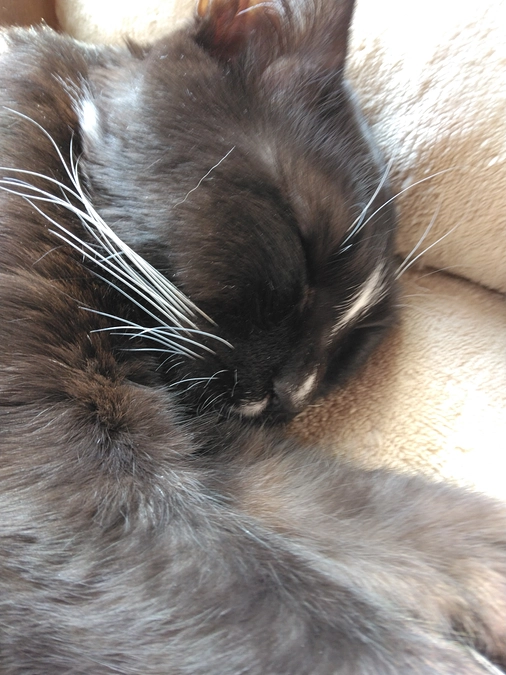 2/20はなちゃんの様子(発作あり)