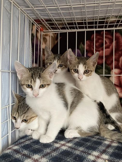 多頭飼育問題についての講演会のご案内