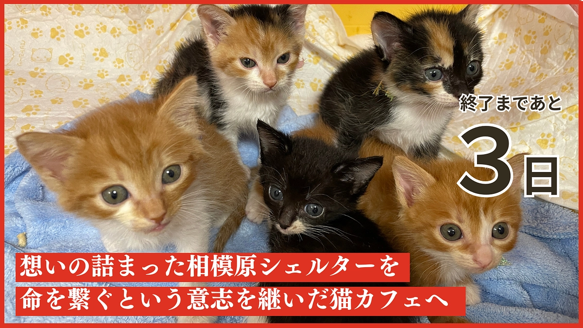 【残り3日となりました】猫たちに新たなおうちを見つけるために！