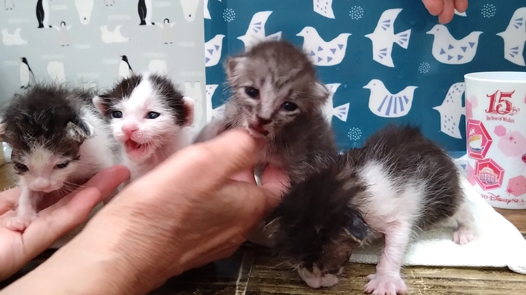 一頭でも多くの命を救いたい〜施設維持のためにご協力をお願いします〜 2枚目
