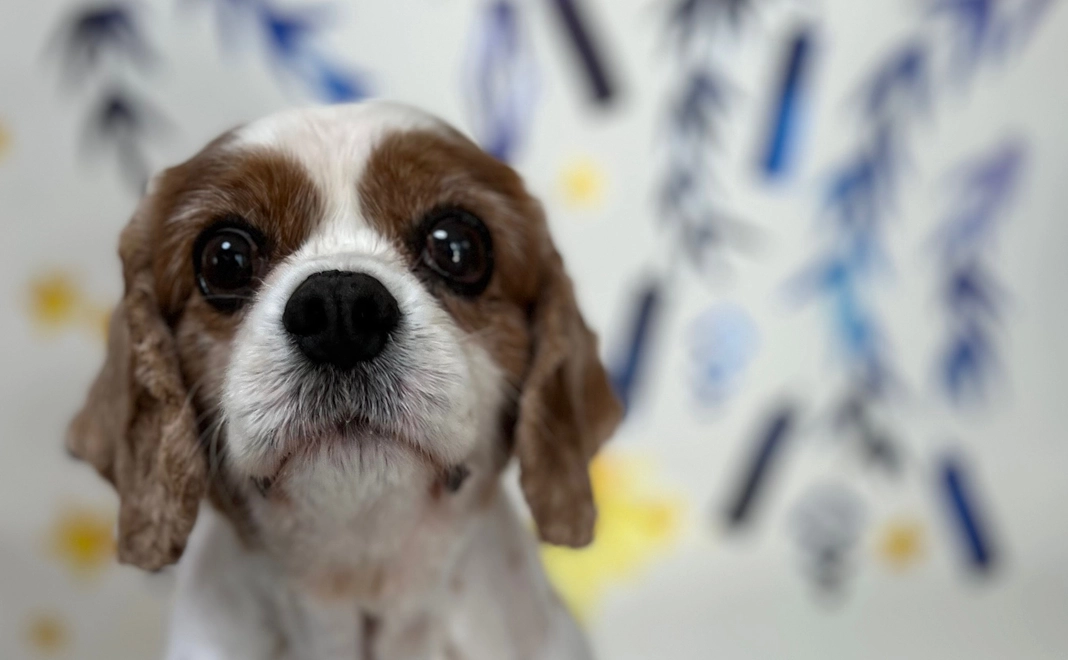 くーへの支援（追加）