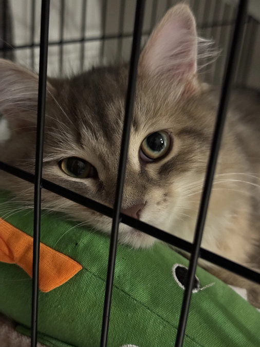 クラウドファンディング【3日目】