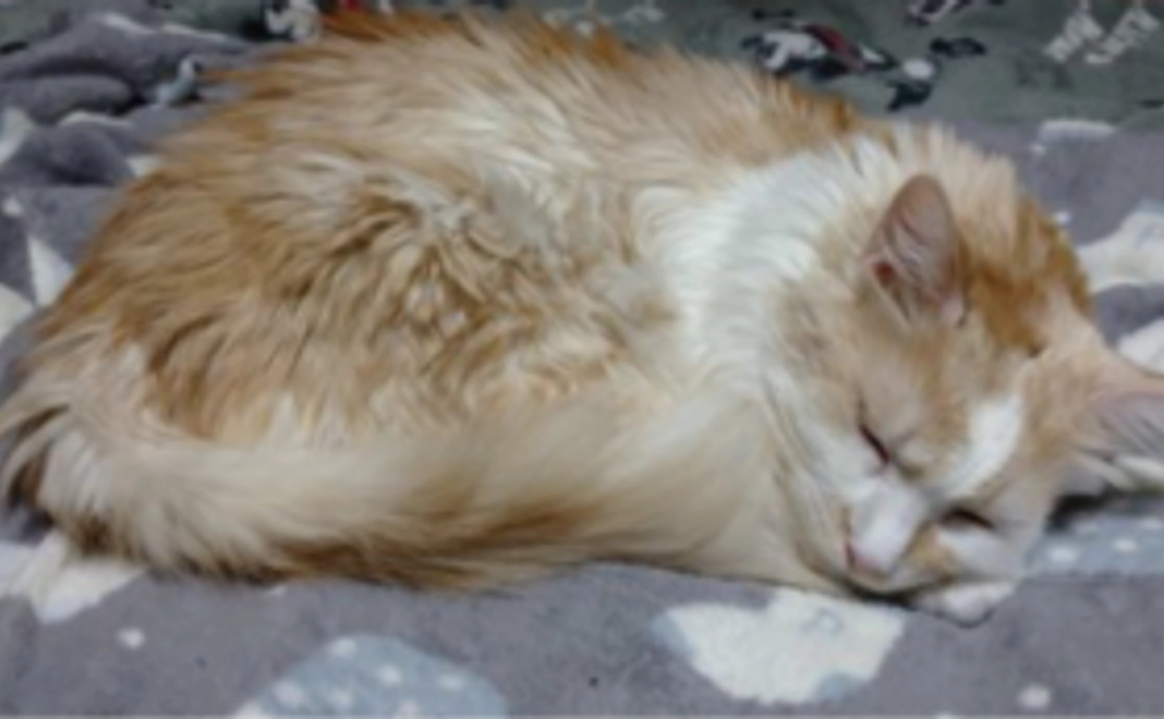 黄介がんばれー！