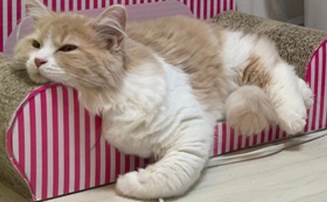 感謝のメール&画像1枚（B）