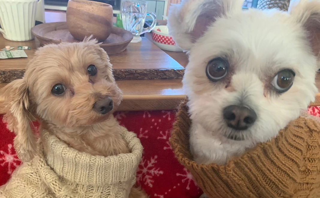 ４)感謝のメールと活動報告