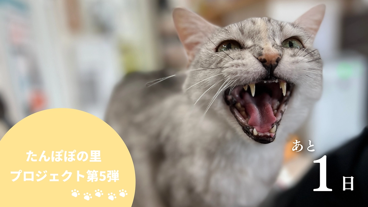 終了まで残り1日！いよいよ明日で終了です！