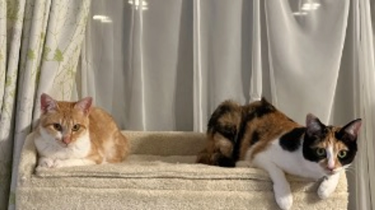 投薬56日目（プロジェクト開始16日目）