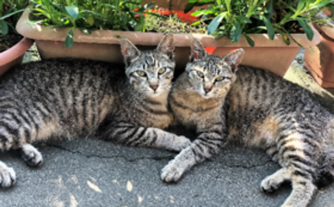 応援ありがとうございます