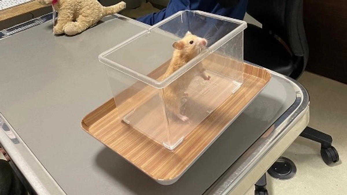 【まさの森活動報告⑩】動物たちの症例紹介です！