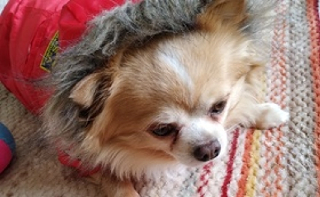 手術を乗り越えるため応援をお願い致します