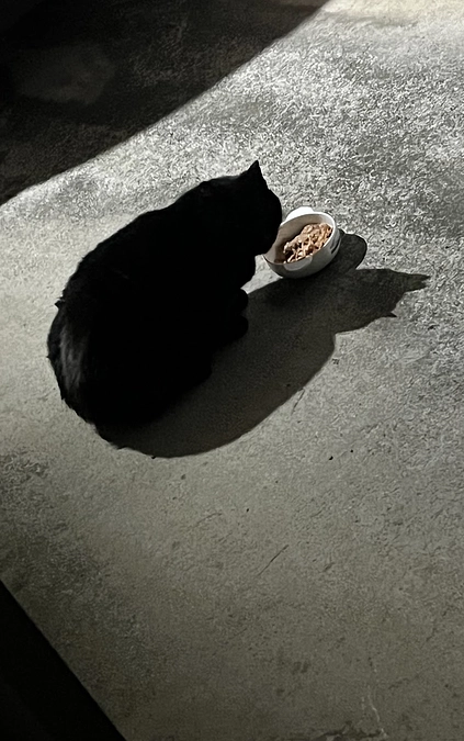 【活動報告】黒猫の傷跡