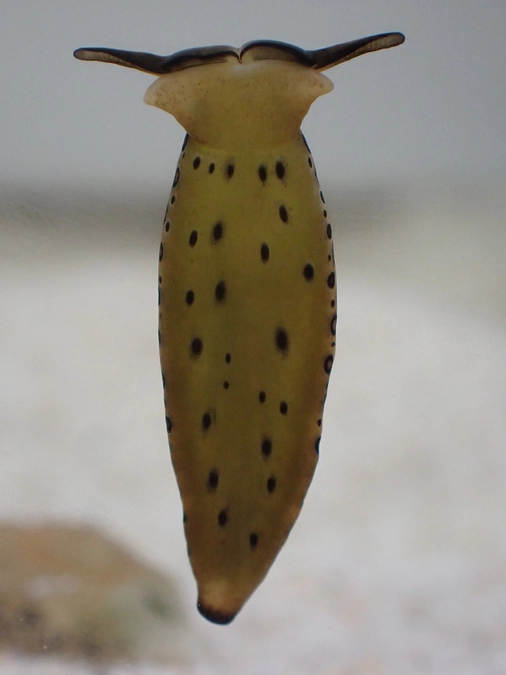 お腹で歩くウミウシは貝の仲間