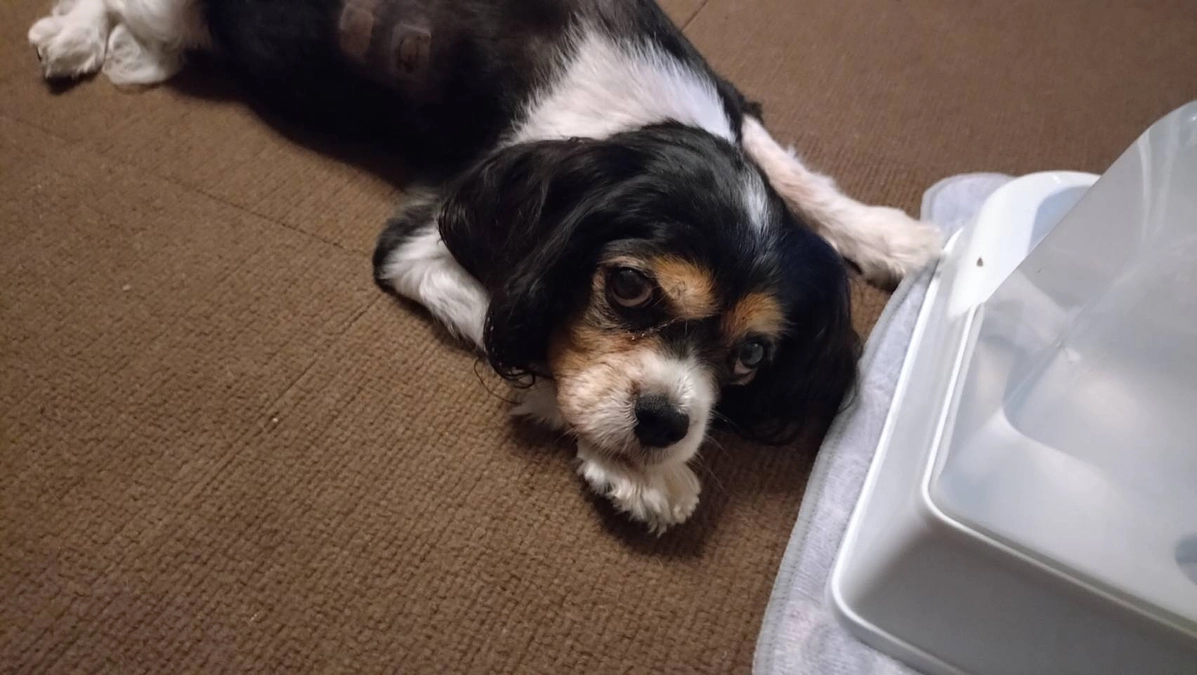 10月27日ハニーの様子とかかりつけ受診