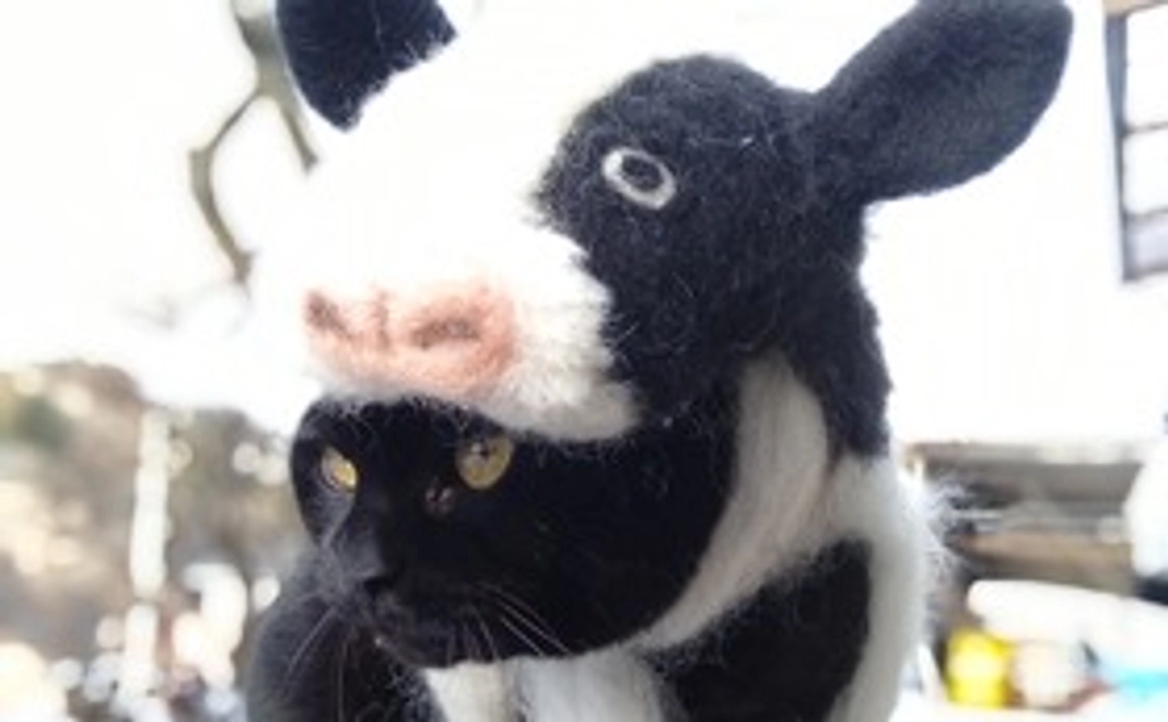 応援コース　ねこハガキでお礼のメッセージ