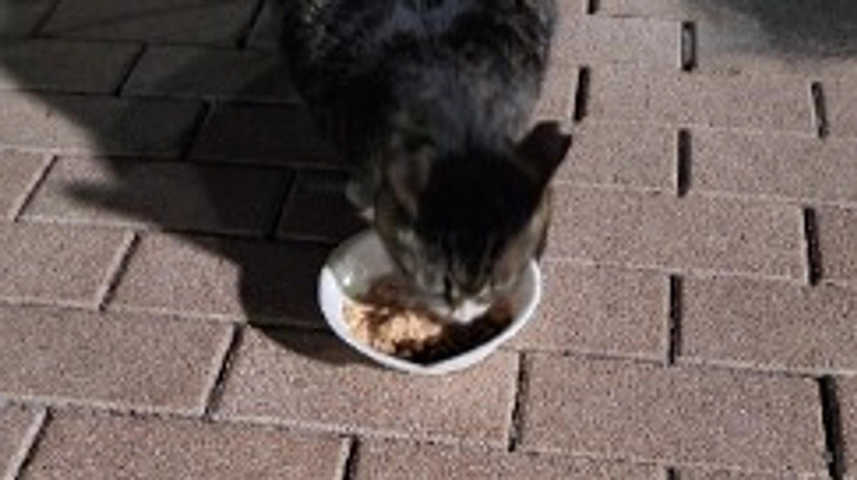 残り9日‼️達成しなければ支援金受け取れません😭お腹空かして飢えさせたくありません😭😭