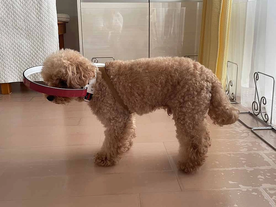 外でお散歩できるようになりました！