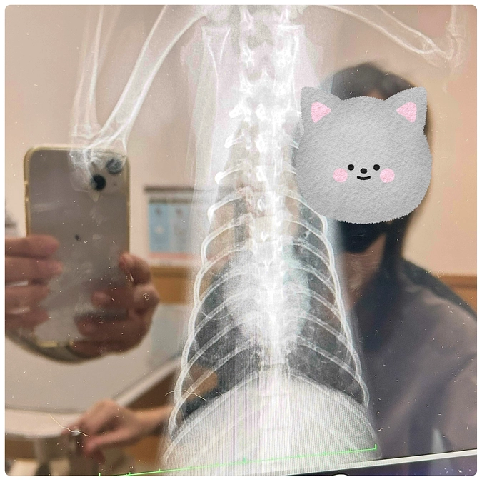 茶トラ子猫　虎丸くんの復活が素晴らしいんです❤️