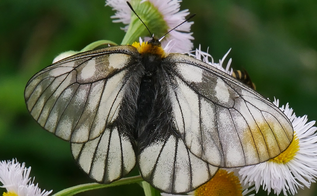 感謝の支援割引