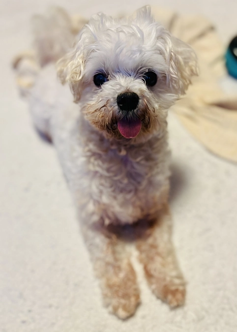 やっとエリザベスカラーが取れました😭