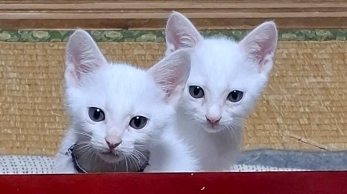 子猫の成長とベランダ修繕