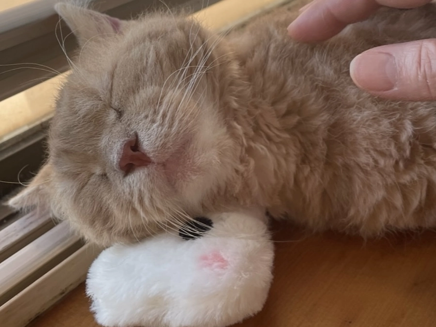 【あと9日】10日を切りました