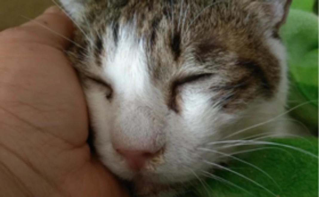 毎月応援3,000円コース