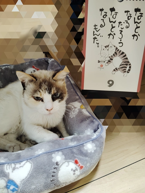 猫ちゃん達が幸せになる為の第一歩