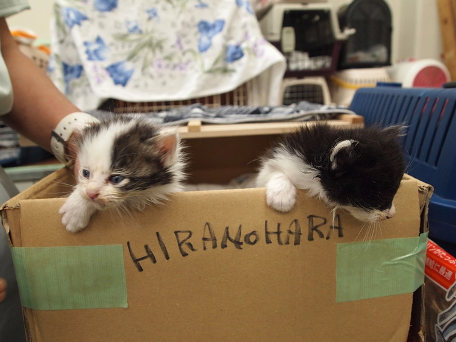「オンラインセミナー」リターンのご紹介～取材・動物救援で被災地に入った経験から学ぶペット防災