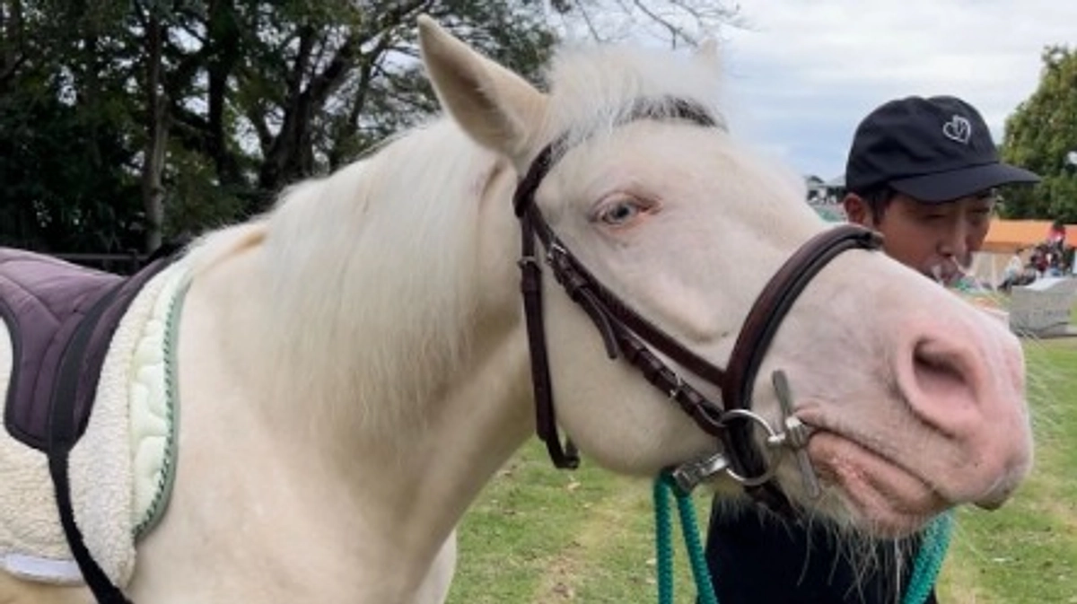 馬たちの紹介 その6