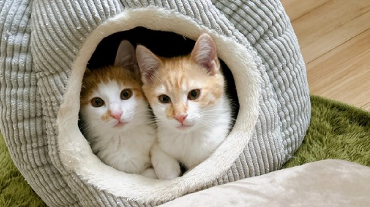 【活動報告】生き残った兄弟ハッチとコッチの幸せ報告