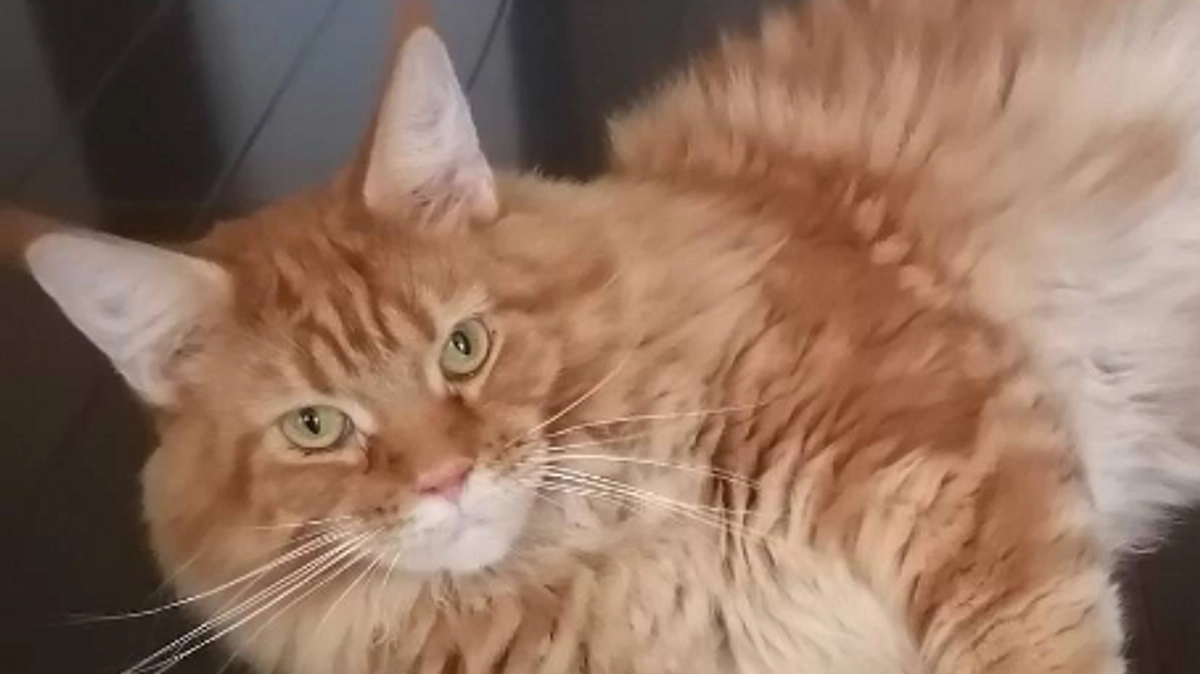 PayPayでの代理支援のご連絡です