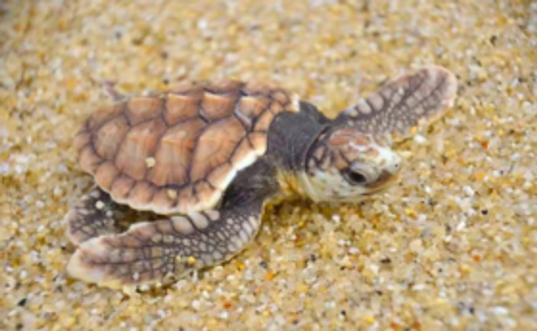 【屋久島のウミガメを守り海へ送り出す】全力応援コース