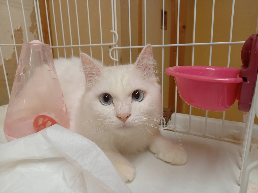 TOP画像の白猫『チャリ』のお話。