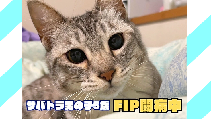 愛猫5歳のFIP治療を支えるプロジェクト