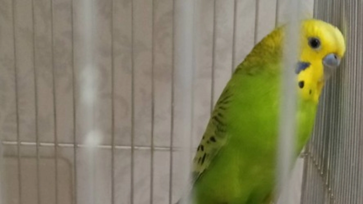 【施設と里親様を待つ鳥さん紹介　その4】