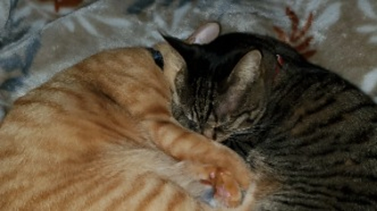 メルちゃんリベンジ。