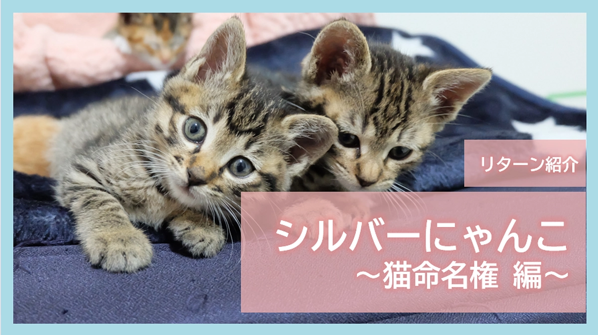 リターン紹介｜シルバーにゃんこ～猫命名権編～