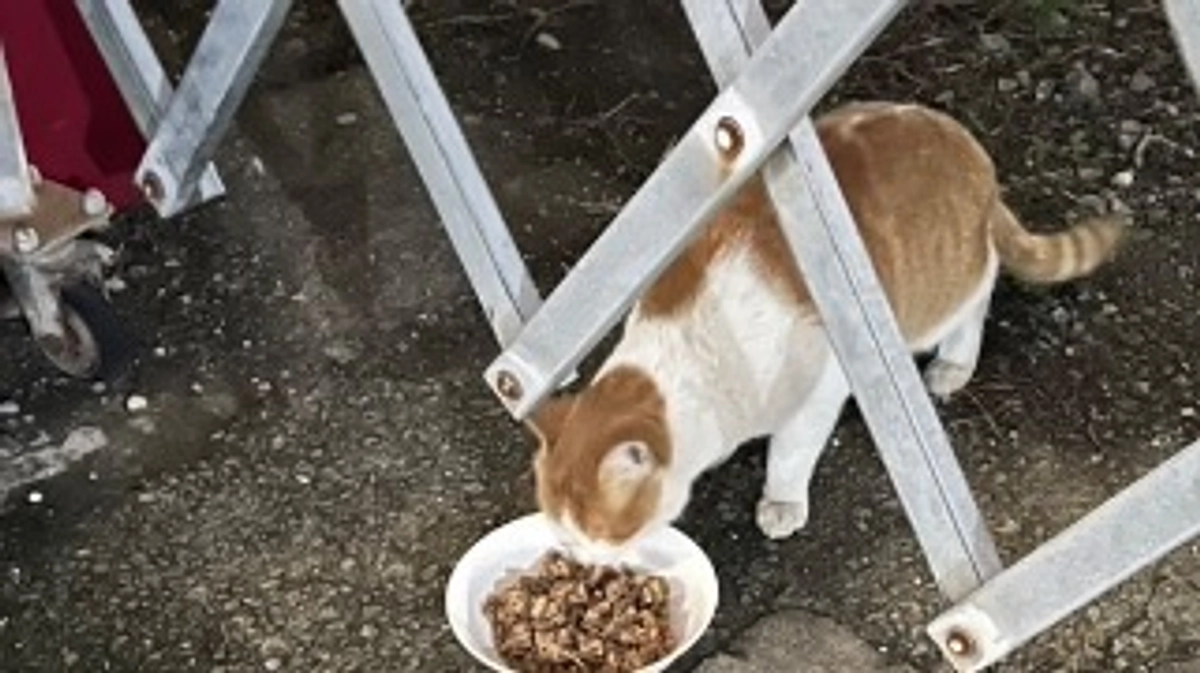 茶白の猫ちゃん