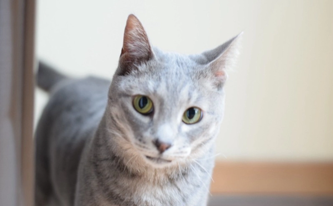 【リターン不要】全力応援コース｜1万円