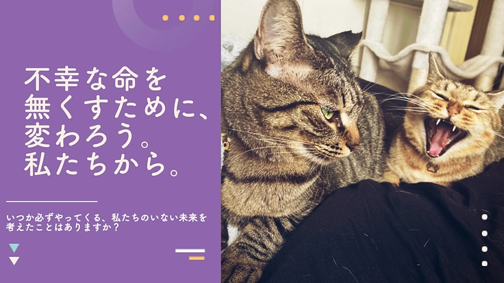 保護猫がより身近になるシステムと社会基盤を作りたい!!