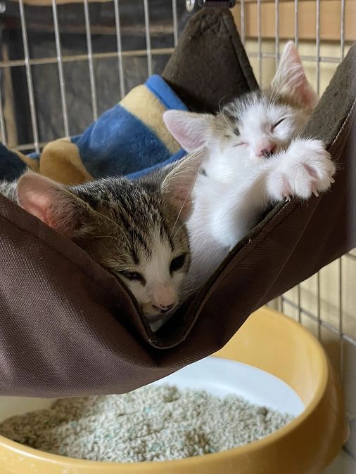 子猫２頭とも里親さんのエントリー頂きました