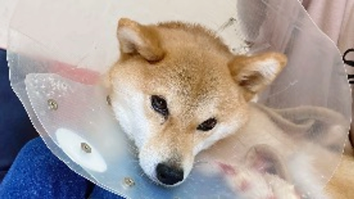 抗がん剤治療とは？ 【シェア頂けたら嬉しいです】