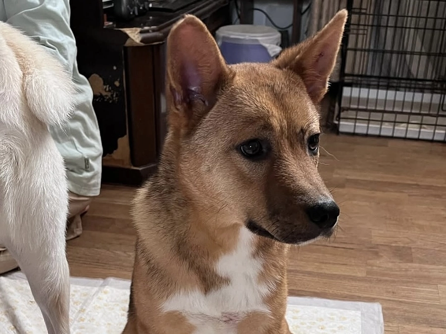 45%までいっています。ありがとうございます。ことばを話さない動物を見守るということ。