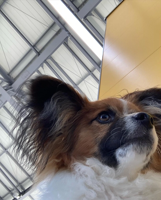 今日で9ヶ月のチャッピー