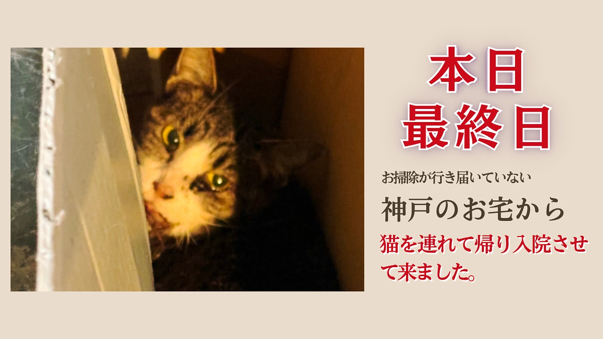 【支援者300人突破！】お掃除が行き届いていないお宅から連れて帰ったサーヤ入院させました。