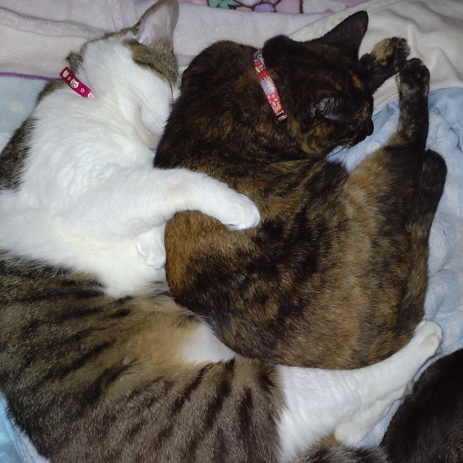 ホッコリ🌸😺🌸😺🌸