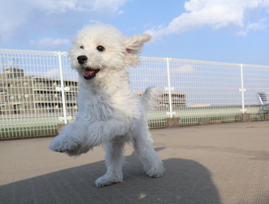 「第二の保護シェルター建設へ」スタートしました！