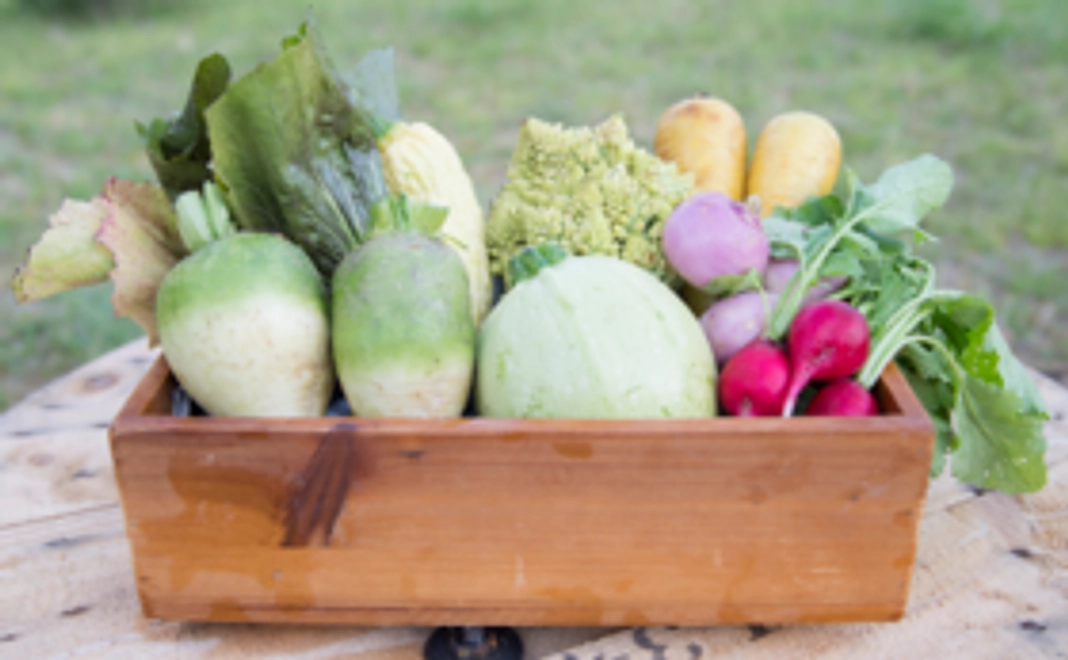 Agaratoのお野菜セット(レギュラーサイズ)