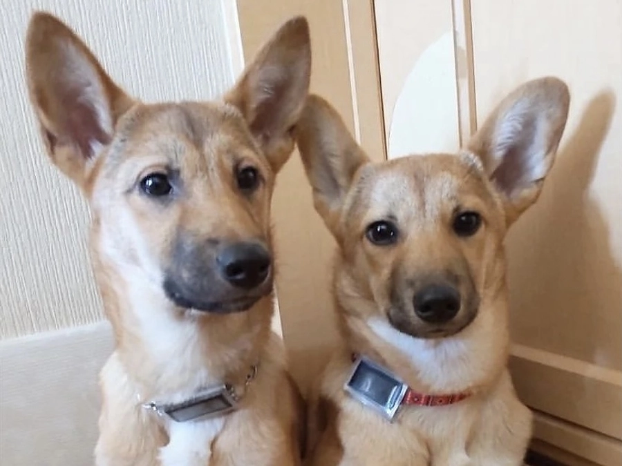 ボランティアの胸のうち　我が子に言われて考え始めた